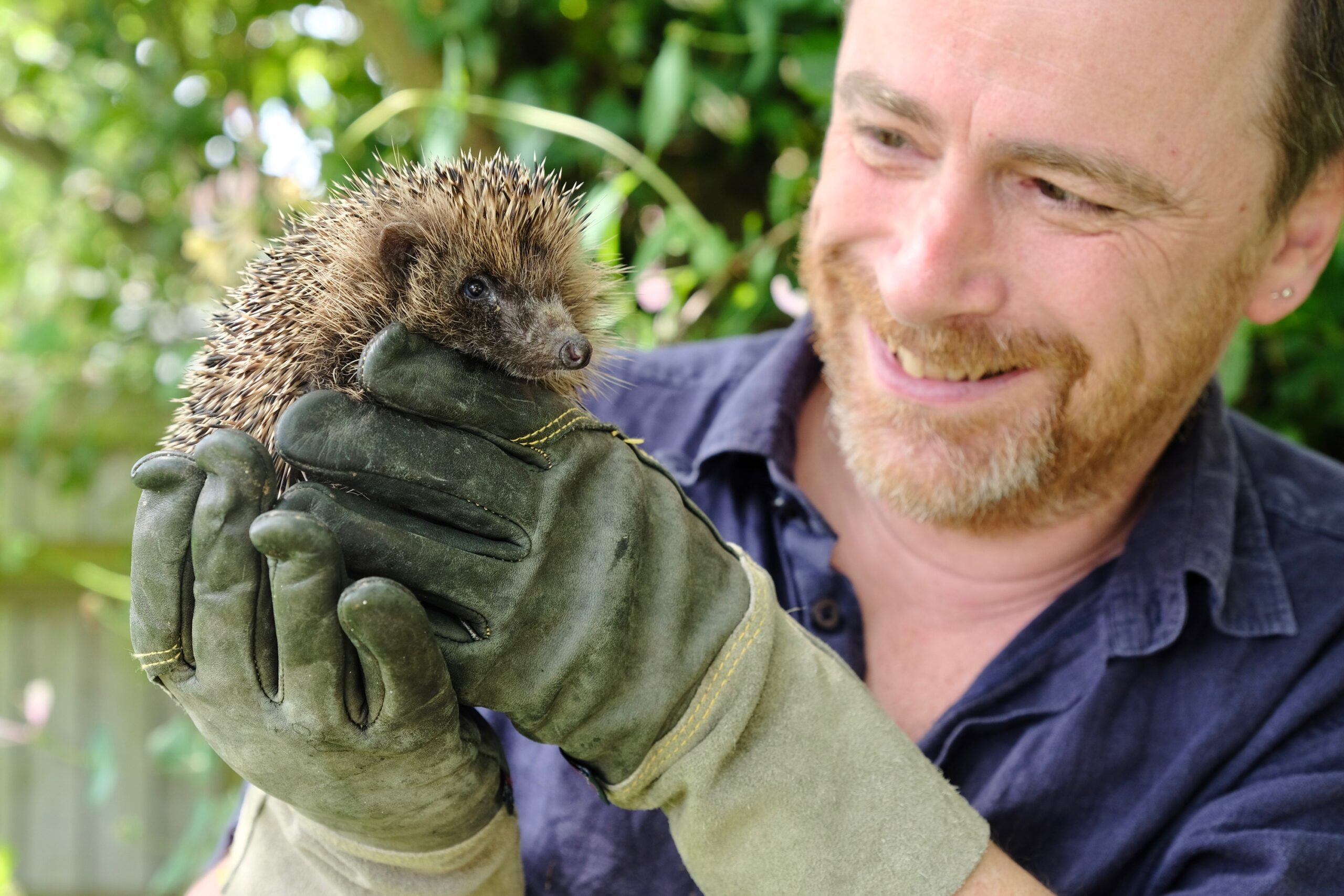 12 October: Hugh Warwick “Why did the hedgehog cross the road”